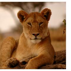 A Space of Allowing Radio with Nancy Coco: Welcoming All That Wants to Be Present Today: The Journey toward Radical Allowing