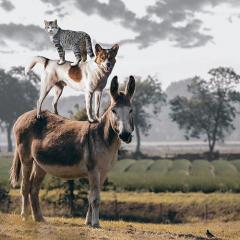 animal communicator darcy pariso on transformation talk radio