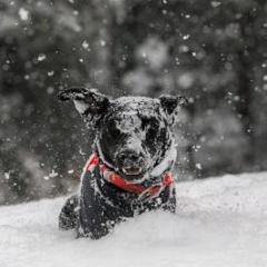 darcy pariso-dog-christmas-transformation talk radio