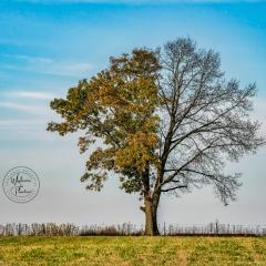 Attuned For Wholeness with Lisa Pinney: Tune In and Get Tuned Up: Dead or Alive