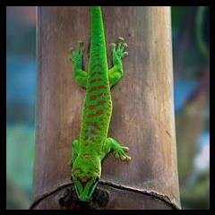 Coach, Couch, and Coffee Radio with Coach Peggy Willms - Where We Talk All Things Wellness : It's Spring Time...What's Up with these Damn Geckos. Special Guest Darcy Pariso, Animal Communicator, Medium and Reiki Master