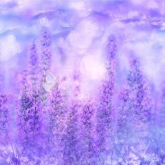 importance of mentoring with suzanna jamieson on transformation talk radio.com