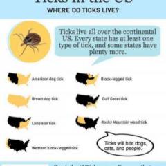 Lyme Talk Radio with Dr. Pat Baccili : Lyme Dis-Ease&hellip; What&rsquo;s Bugging You? Colette Marie Stefan and Guest Will Hatch