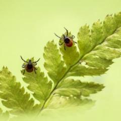 Lyme Talk Radio with Dr. Pat Baccili : New Possibilities for the Treatment of Lyme Disease with Naturopath Dr. Nooshin Darvish