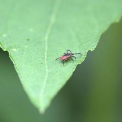 Lyme Talk Radio with Dr. Pat Baccili : Why Bartonella is the New Lyme with Dr. Tania Dempsey