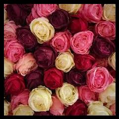 Maximum Medicine with Dr. Sharon Martin: Bridging the Mystical & Scientific for Healing: Bring Love to It with Dr Georgia Herrera. 