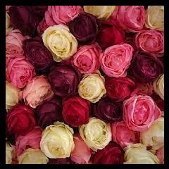 Maximum Medicine with Dr. Sharon Martin: Bridging the Mystical & Scientific for Healing: Bring Love to It with Dr Georgia Herrera. 