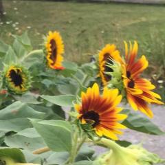 Maximum Medicine with Dr. Sharon Martin: Bridging the Mystical & Scientific for Healing: Sacred Medicine &ndash; Stand in Spirit with Ukraine (stone blessing).