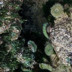 Nothing But Now ~ Mindful Living with Dr. Mariangela Maguire: Grounded, Grateful, & Awake