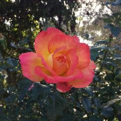 Nothing But Now ~ Mindful Living with Dr. Mariangela Maguire: Wholeness and integrity: the obstacles and pathways