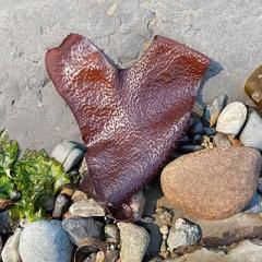 on the edge of desire with megan edge on transformation talk radio.com