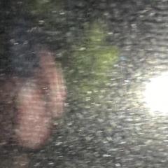 Shifting Impressions: Conversations with The Realm of Beings to Create a New You: Co-existence and Other Lives