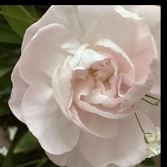 Shifting Impressions: Conversations with The Realm of Beings to Create a New You: Holding On to Self