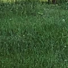 Shifting Impressions: Conversations with The Realm of Beings to Create a New You: Is the Grass Really Greener on the Other Side?