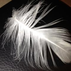 Shifting Impressions: Conversations with The Realm of Beings to Create a New You: Unconditional Love and Acceptance of Others Yields Internal Peace