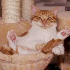 The Crystal Coach Show with Anahata: Clarity, Guidance, & Practical Wisdom: Getting Comfortable with Being Uncomfortable