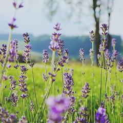 spruce up your yard this spring with george oliphant and dr pat baccili