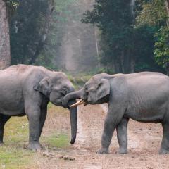 The Empower Me Show with Pam Bright: A Spiritual Toolbox for Your Life: Animal Communication with special guest- Kelly Martin